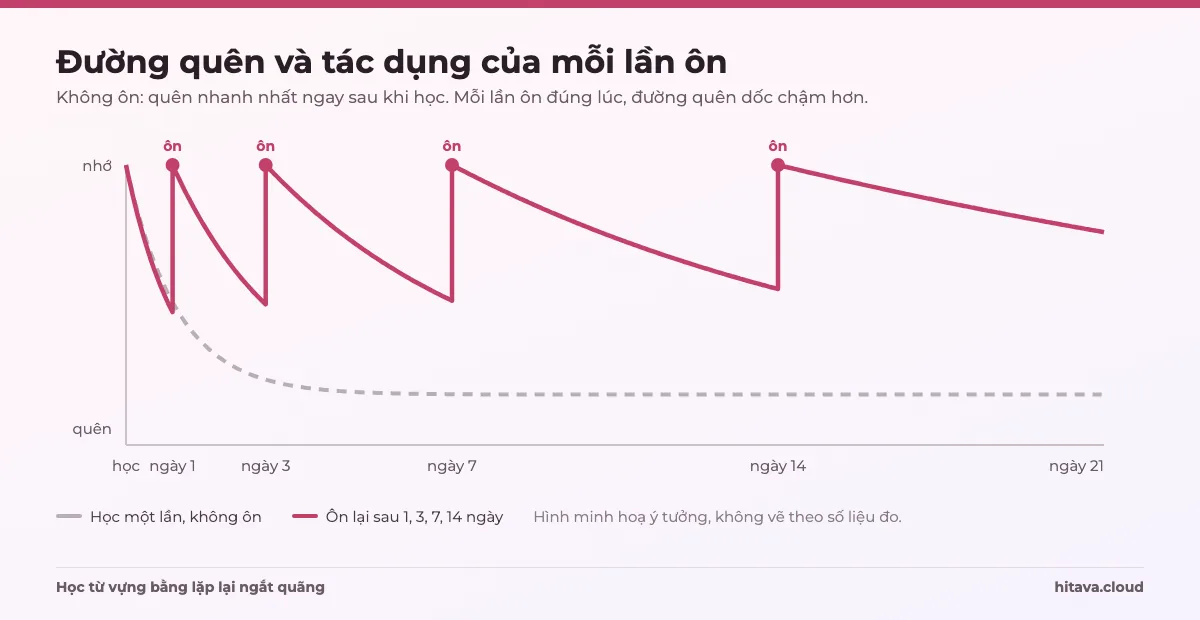 Hình minh hoạ đường quên: đường xám học một lần rồi tụt nhanh, đường đỏ được ôn lại sau 1, 3, 7, 14 ngày, mỗi lần ôn đường quên dốc chậm hơn